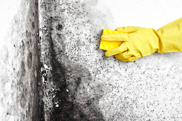 Mold Remediation for Rental Properties in Assumption, IL