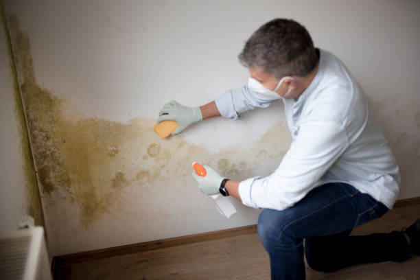 Best Post-Construction Mold Inspection  in Assumption, IL