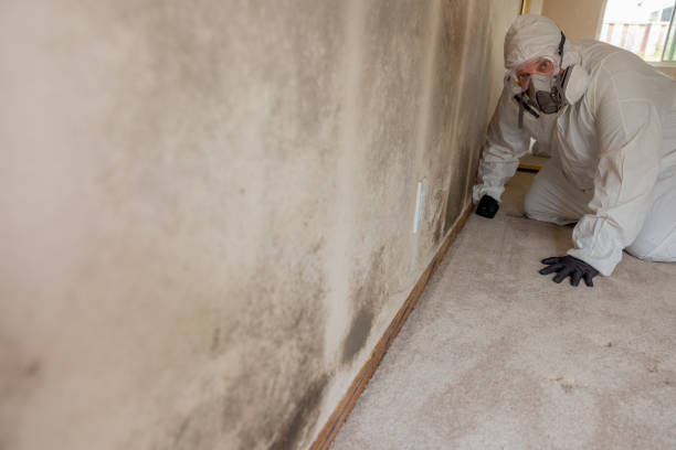 Best Real Estate Mold Inspection  in Assumption, IL
